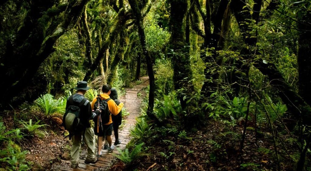 Digital Detox Backpacking Australia