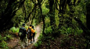 Digital Detox Backpacking Australia